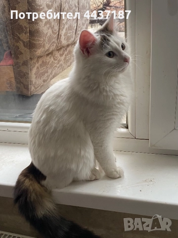 Котета, снимка 5 - Други - 52475454