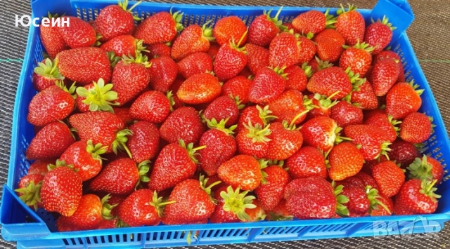 Ягоди сорт албион , снимка 4 - Разсади - 52900763