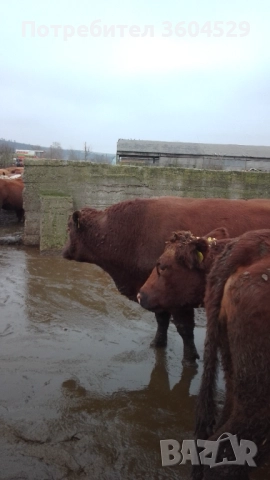 абардин, чистокръвен породист ,за разплод- перфектен, снимка 3 - Крави - 52189477