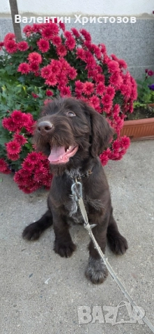 дратхаар , снимка 4 - Дратхаар - 52393727