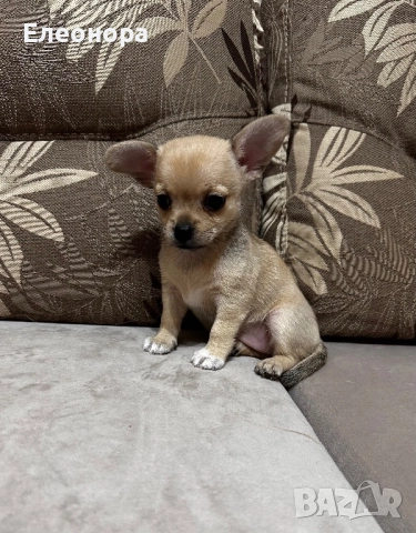 Мини Чихуахуа Момиченце Уникат, снимка 3 - Чихуахуа - 52671639