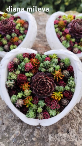 Гипсокерамични крила с формата на сърце и с живи студоустойчиви сукуленти!, снимка 7 - Декорация за дома - 52435989