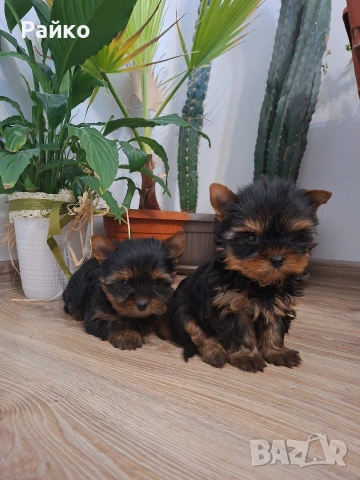 мини йоркширски териер, снимка 3 - Йоркширски териер - 52970336