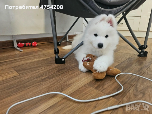 Продавам кученца Сибирски Самоед, снимка 4 - Самоед - 53697454