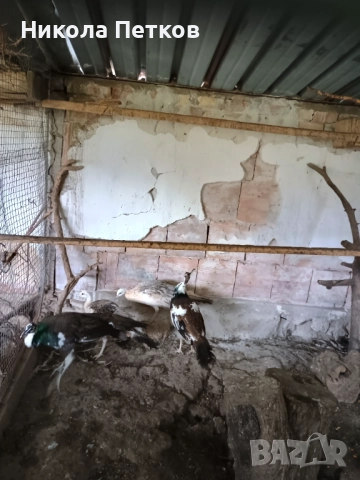 Пауни, снимка 3 - други­ - 51996218