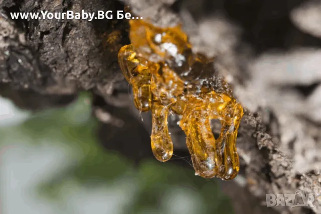 Oilo БИО Етерично Масло от Копайба (Copaifera officinalis) - Copaiba Oilo 5 мл., снимка 10 - Други - 49721434