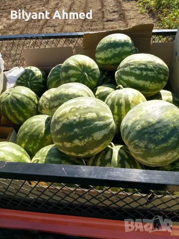 Продавам дини на едро -взимане от място