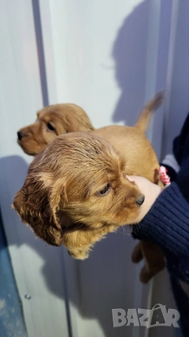 Продавам кокер шпаньоли, снимка 13 - Кокер шпаньол - 53789078