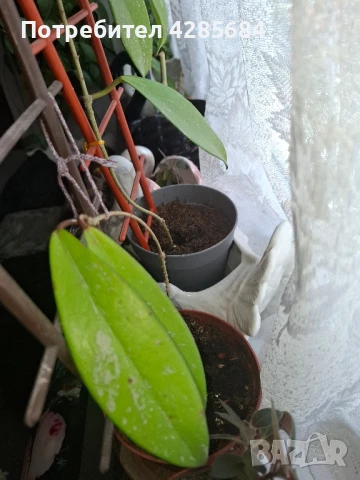 хоя пубикалукс /пепел от рози тъмна /, снимка 17 - Стайни растения - 50045816