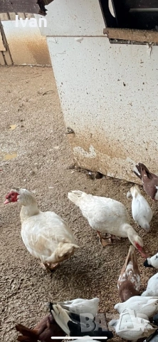 Чифт неми патици