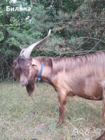 Млад пръч и коза с вити рога
