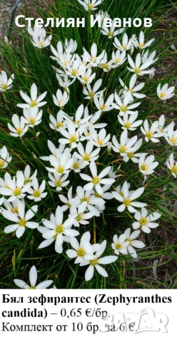Бял зефирантес (Zephyranthes candida) – луковички
