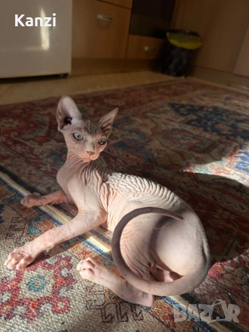 Сфинкс Sphynx