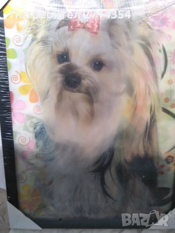 Продавам стерео картина Йоркширски териер