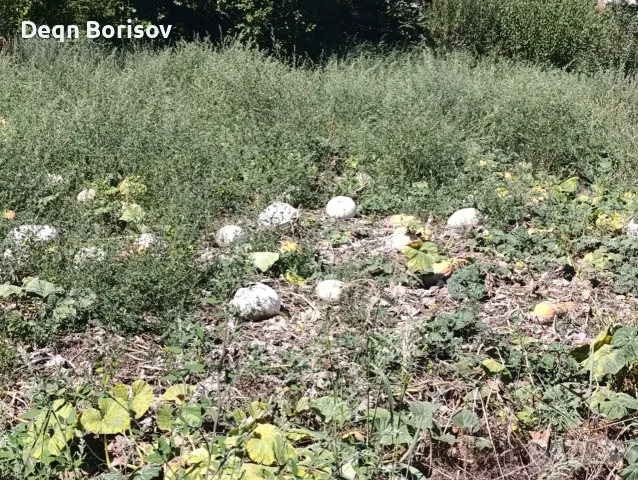 Тикви бели и цигулка , снимка 7 - Домашни продукти - 55632921