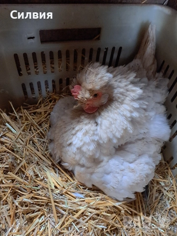 Сини яйца за излюпване , снимка 6 - други­ - 53204222