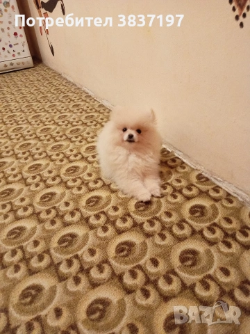 3 ваксини+ бяс чип и паспорт , снимка 8 - Померан - 53470509