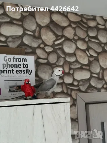 Малък Александър , снимка 1