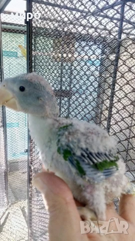 Бебета Голям Александър Ръчно хранени !ТОП ЦЕНА!, снимка 4 - Папагали - 50596569