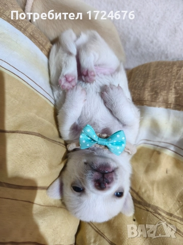 мини чихуахуа, снимка 6 - Чихуахуа - 52731439