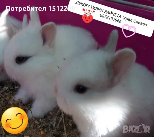 Малки декоративни зайчета, снимка 2 - Декоративни зайчета - 49376091
