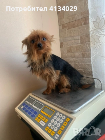 Две мини Йорки мъжки на 1 година и един стандартен мъжки, снимка 2 - Йоркширски териер - 53227851