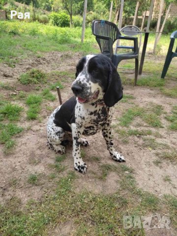 Спрингер Шпаньол, снимка 6 - Шпаньоли - 40821293