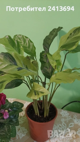 калатея + циклама , снимка 2 - Стайни растения - 53293061