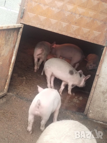 Малки прасенца 25 кг, снимка 2 - Прасета - 52914089