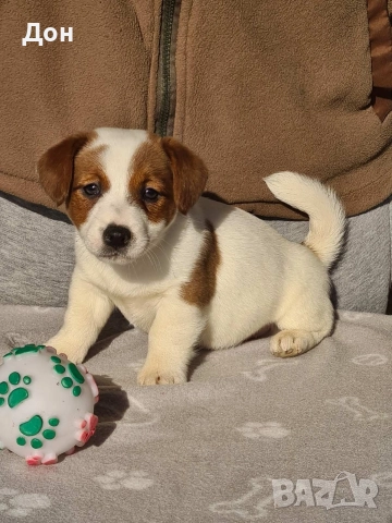 Джак Ръсел Териер 🐾, снимка 3 - Джак ръсел териер - 52631603
