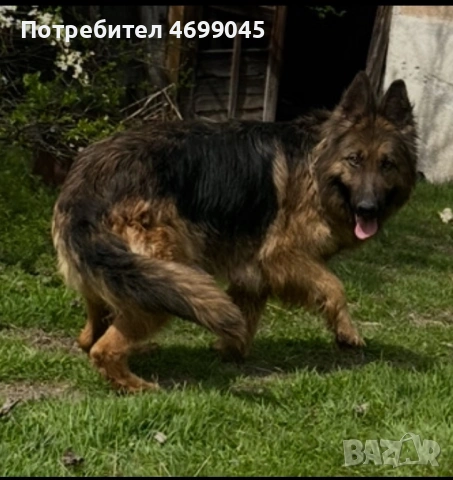 Немска овчарка старонемска , снимка 4 - Немска овчарка - 52971114
