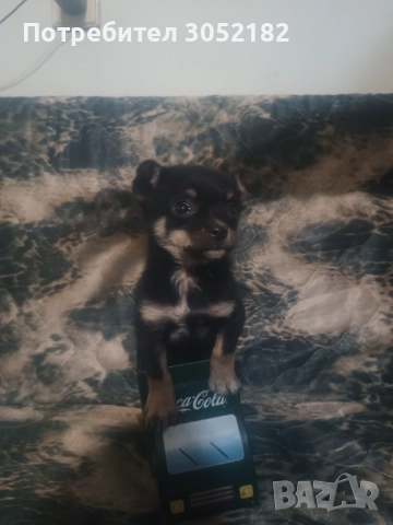 Свободни момчета чихуахуа , снимка 10 - Чихуахуа - 52656105