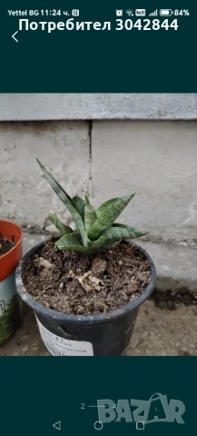 Сансеверия издънки, различни видове, Алое вера и седум , снимка 2 - Стайни растения - 50721551