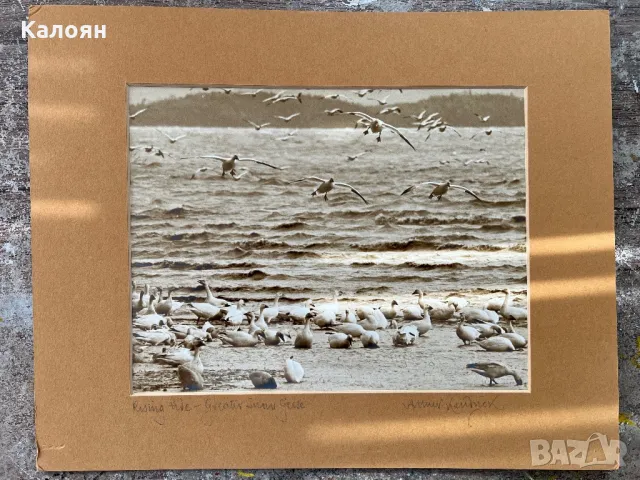 Фотография с паспарту на американския фотограф Артур Кендрик