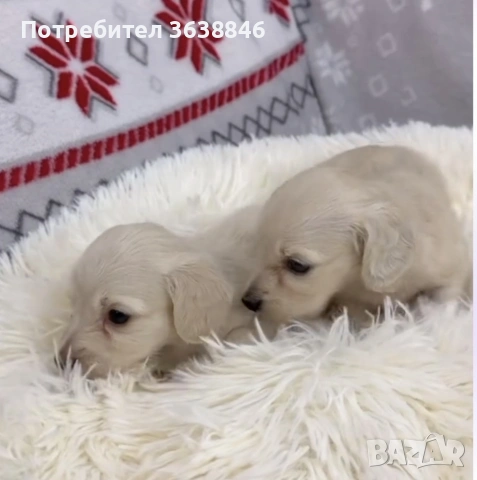 Дългокосмест дакел, снимка 2 - Дакели - 53048773