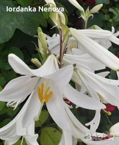 Бял крем-лилиум