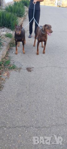 НОВО >>> Двоен повод за малки и големи кучета , снимка 2 - За кучета - 42590339