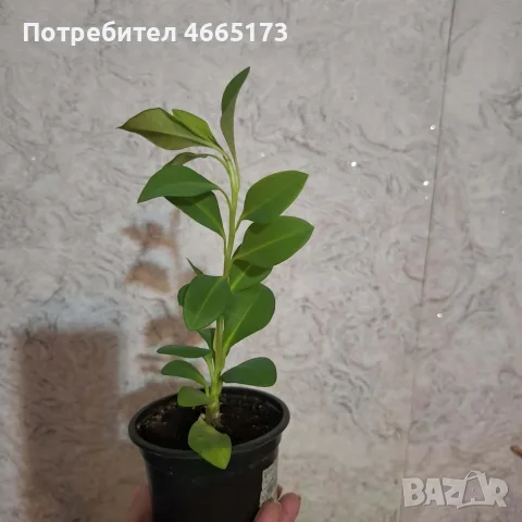 Христов венец Цвете , снимка 2 - Стайни растения - 56247441