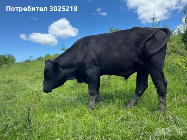 Абърдийн Ангус , снимка 2 - Други животни - 50600404