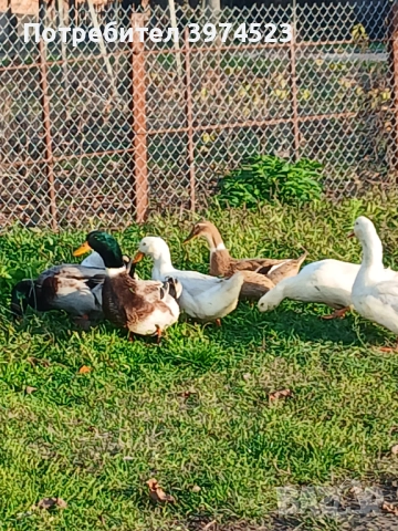 Крякащи йордечки, снимка 2 - Кокошки и пуйки - 51485050