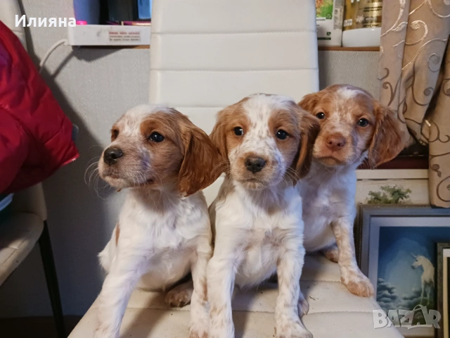 Бретон шпаньоли на 2 месеца, снимка 6 - Бретон шпаньол - 53196614