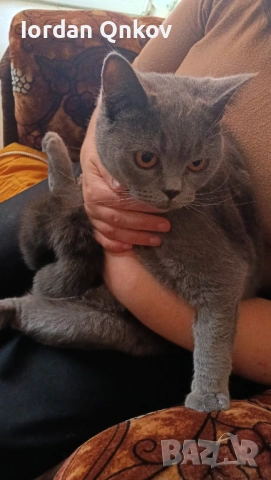 Продавам женска котка, снимка 2 - Британска късокосместа - 53602428