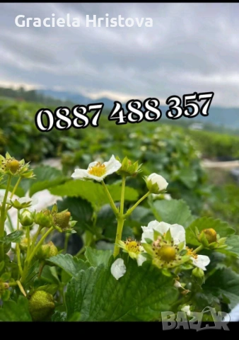 Разсад ягоди , снимка 4 - Градински цветя и растения - 53368603