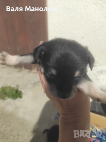 Кученца, снимка 4 - Други - 53794793