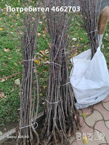 Вишна планта