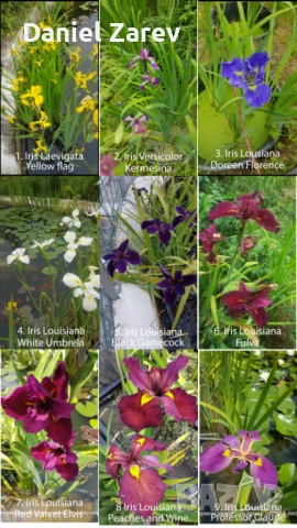 Продавам водни лилии, езерни растения и цветя. Тор за растения., снимка 11 - Градински цветя и растения - 28830827