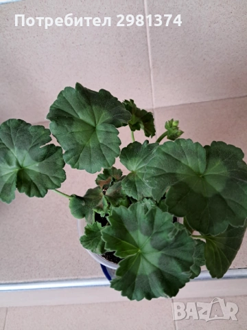 Мушкато- Астрид, снимка 3 - Стайни растения - 53450550