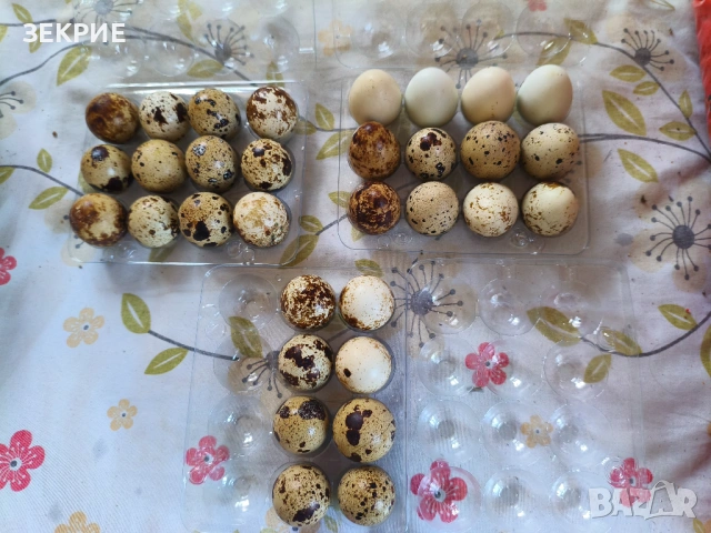 Продавам Оплодени Домашни   Яйца от Пъдпъдъци , снимка 9 - Други - 46928739