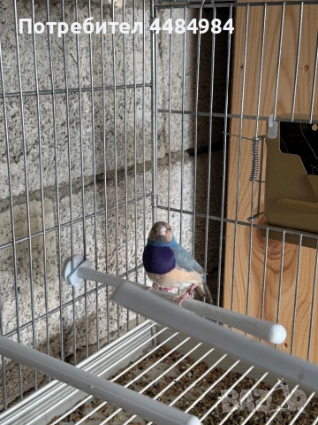 Продавам гулдови амадини , снимка 9 - Амадини - 53062839