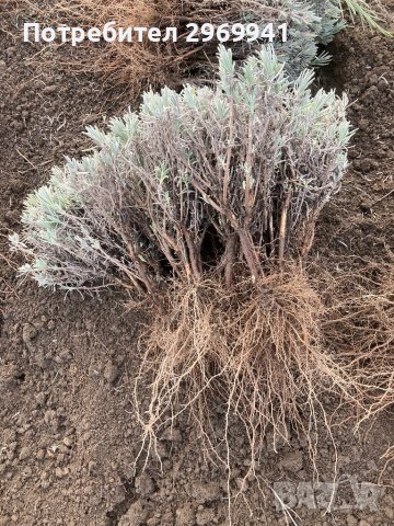  Разсад лавандула на едро и дребно, снимка 2 - Градински цветя и растения - 31696645